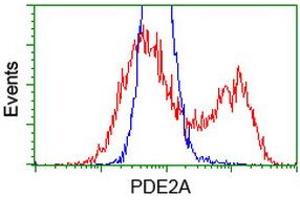 HEK293T cells transfected with either RC207219 overexpress plasmid (Red) or empty vector control plasmid (Blue) were immunostained by anti-PDE2A antibody (ABIN2454149), and then analyzed by flow cytometry. (PDE2A Antikörper)