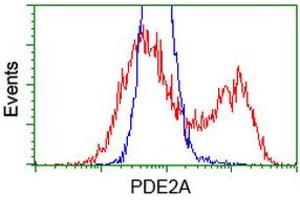 HEK293T cells transfected with either RC207219 overexpress plasmid (Red) or empty vector control plasmid (Blue) were immunostained by anti-PDE2A antibody (ABIN2454149), and then analyzed by flow cytometry.