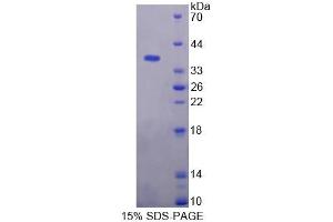 SDS-PAGE analysis of Rat KMO Protein.