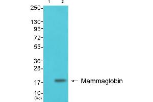 Western blot analysis of extracts from colon cells, using Mammaglobin Antibody (ABIN2843548). (Mammaglobin Antikörper  (Internal Region))