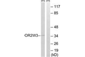Western blot analysis of extracts from NIH-3T3 cells, using OR2W3 Antibody. (OR2W3 Antikörper  (AA 141-190))