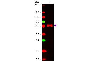 Western Blot of ATTO 647N conjugated Goat anti-Mouse IgG2b (gamma 2b chain) Pre-adsorbed secondary antibody. (Ziege anti-Maus IgG2b (Heavy Chain) Antikörper (Atto 647N) - Preadsorbed)