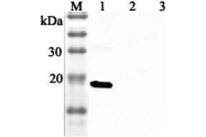 Western blot analysis using anti-IL-33 (human), pAb  at 1:2'000 dilution.