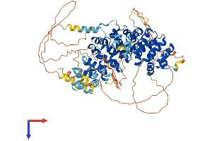 Plakophilin 1 Protein (PKP1) (AA 1-747) (His tag)