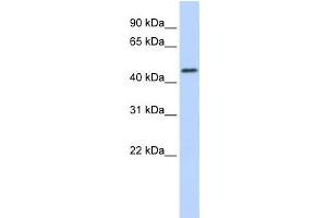 Western Blotting (WB) image for anti-Ring Finger Protein 133 (RNF133) antibody (ABIN2458745)