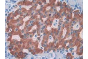 DAB staining on IHC-P; Samples: Rat Pancreas Tissue (IL1A Antikörper  (AA 115-270))