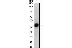 Western blot analysis using FOXA2 mouse mAb against A549 (1) cell lysate.
