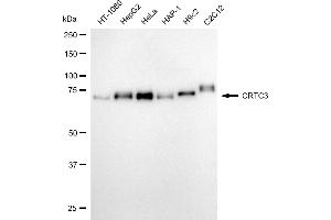 Western blotting analysis using CRTC3 antibody (ABIN7798167).