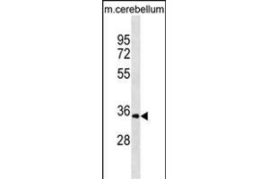 UCK1 Antibody (C-term) (ABIN1536900 and ABIN2849849) western blot analysis in mouse cerebellum tissue lysates (35 μg/lane).