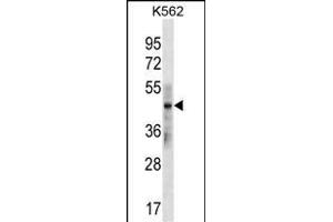 KRT33B Antibody (N-term) (ABIN1539513 and ABIN2850100) western blot analysis in K562 cell line lysates (35 μg/lane). (Keratin 33B Antikörper  (N-Term))