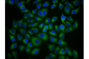 Immunofluorescence (IF) image for anti-HLA Class I Histocompatibility Antigen, alpha Chain G (HLAG) (AA 25-337) antibody (ABIN7155551)