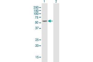 Western Blot analysis of HNF4A expression in transfected 293T cell line by HNF4A MaxPab polyclonal antibody. (HNF4A Antikörper  (AA 1-464))