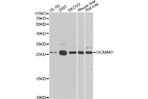 Western blot analysis of extracts of various cell lines, using SIGMAR1 antibody (ABIN5973191) at 1/500 dilution. (SIGMAR1 Antikörper)