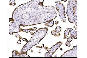 IHC analysis of NDEL1 using anti-NDEL1 antibody (ABIN7602511). (NDEL1 Antikörper  (AA 80-320))