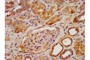 IHC image of ABIN7166879 diluted at 1:600 and staining in paraffin-embedded human kidney tissue performed on a Leica BondTM system. (PNPO Antikörper  (AA 114-207))