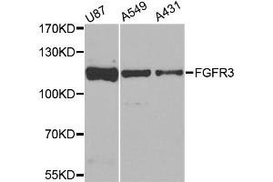 Western blot analysis of extracts of various cell lines, using FGFR3 antibody. (FGFR3 Antikörper)