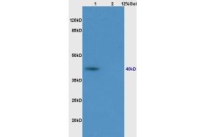 Lane 1: rat muscle lysates Lane 2: rat brain lysates probed with Anti PON1 Polyclonal Antibody, Unconjugated (ABIN709781) at 1:200 in 4 °C. (PON1 Antikörper  (AA 201-300))