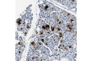 Immunohistochemical staining of human salivary gland with HSPA12B polyclonal antibody  shows strong cytoplasmic positivity in glandular cells at 1:50-1:200 dilution. (HSPA12B Antikörper)