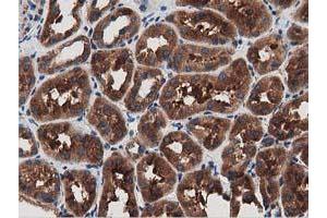 Immunohistochemical staining of paraffin-embedded Human Kidney tissue using anti-MYD88 mouse monoclonal antibody. (MYD88 Antikörper)