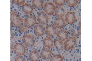 Used in DAB staining on fromalin fixed paraffin- embedded kidney tissue (Cathepsin F Antikörper  (AA 249-462))