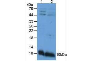 Western blot analysis of (1) Mouse Intestine Tissue and (2) Mouse Stomach Tissue. (APOC3 Antikörper  (AA 21-99))