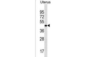 PRR25 Antibody (C-term) (ABIN1537076 and ABIN2850321) western blot analysis in Uterus tissue lysates (35 μg/lane). (PRR25 Antikörper  (C-Term))