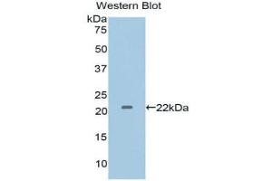 Western Blotting (WB) image for anti-Interleukin 1 alpha (IL1A) (AA 95-269) antibody (ABIN1172160) (IL1A Antikörper  (AA 95-269))