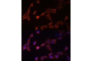 Immunofluorescence analysis of NIH-3T3 cells using PSMD14 Polyclonal Antibody (ABIN6131927, ABIN6146340, ABIN6146341 and ABIN6214977) at dilution of 1:100 (40x lens). (PSMD14 Antikörper  (AA 160-300))