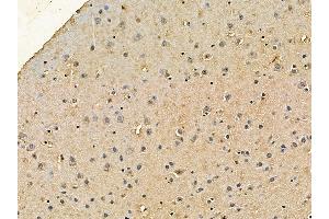 SHP2 Mouse Monoclonal Antibody at 1/100 staining mouse brain tissue by IHC-P.