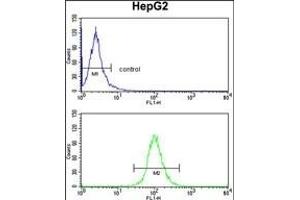 DCL-1 Antibody (Center) (ABIN390422 and ABIN2840810) flow cytometry analysis of HepG2 cells (bottom histogram) compared to a negative control cell (top histogram). (DCL1 Antikörper  (AA 143-170))