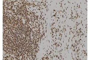 ABIN6277616 at 1/100 staining Human gastric tissue by IHC-P. (UROD Antikörper  (C-Term))