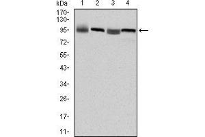 Western blot analysis using EEF2 mouse mAb against HepG2 (1), Hela (2), HEK293 (3) and A431 (4) cell lysate. (EEF2 Antikörper)