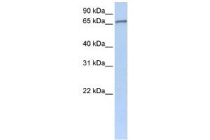 Western Blotting (WB) image for anti-Zinc Finger Protein 41 (ZNF41) antibody (ABIN2459141) (ZNF41 Antikörper)