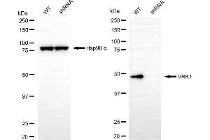 Western blotting analysis using VRK1 antibody (ABIN7800811). (VRK1 Antikörper)