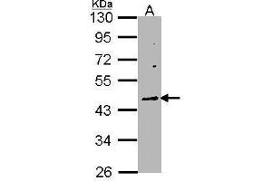 WB Image Sample (30 ug of whole cell lysate) A: Raji 10% SDS PAGE antibody diluted at 1:1000 (WNT10A Antikörper  (Center))