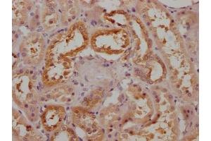 IHC image of ABIN7170456 diluted at 1:200 and staining in paraffin-embedded human kidney tissue performed on a Leica BondTM system.