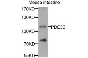Western blot analysis of extracts of mouse small intestine, using PDE3B antibody (ABIN5974684) at 1/1000 dilution. (PDE3B Antikörper)