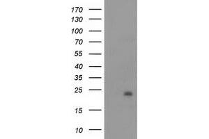 Western Blotting (WB) image for anti-NADH Dehydrogenase (Ubiquinone) 1 beta Subcomplex, 9, 22kDa (NDUFB9) (AA 3-179) antibody (ABIN2727035)