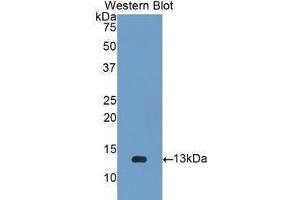 Western Blotting (WB) image for anti-beta-2-Microglobulin (B2M) (AA 22-119) antibody (ABIN1077854) (beta-2 Microglobulin Antikörper  (AA 22-119))