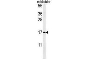 CCL4 Antibody (Center) western blot analysis in mouse bladder tissue lysates (15µg/lane). (CCL4 Antikörper  (Middle Region))
