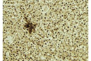 ABIN6273274 at 1/100 staining Mouse liver tissue by IHC-P. (NR1D1 Antikörper  (N-Term))