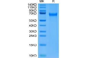 Biotinylated Mouse PD-1 on Tris-Bis PAGE under reduced condition.