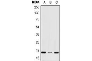 Western blot analysis of RPS27 expression in HepG2 (A), NIH3T3 (B), H9C2 (C) whole cell lysates.