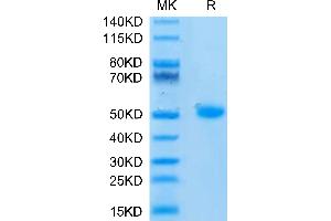 Human CD209 on Tris-Bis PAGE under reduced condition. (DC-SIGN/CD209 Protein (AA 59-404) (His tag))