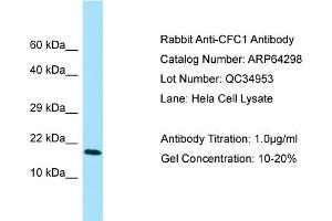 Western Blotting (WB) image for anti-Cripto, FRL-1, Cryptic Family 1 (CFC1) (N-Term) antibody (ABIN2789795)