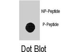 Dot blot analysis of LEO1 (phospho S551) polyclonal antibody  on nitrocellulose membrane. (LEO1 Antikörper  (pSer551))