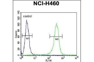 Z Antibody (N-term) (ABIN653708 and ABIN2843024) flow cytometric analysis of NCI- cells (right histogram) compared to a negative control cell (left histogram). (ZNF473 Antikörper  (N-Term))
