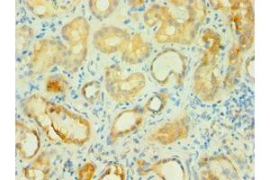 Immunohistochemistry of paraffin-embedded human kidney tissue using ABIN7145745 at dilution of 1:100 (BCAT2 Antikörper  (AA 20-200))