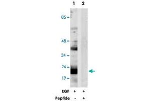 Western blot analysis of extracts from NIH/3T3 cells, treated with EGF (200 ng/mL, 30 mins), using PTGES3 polyclonal antibody . (PTGES3 Antikörper  (Ser113))