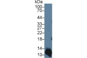 Western Blot; Sample: Human A431 cell lysate; Primary Ab: 3µg/ml Rabbit Anti-Bovine S100A2 Antibody Second Ab: 0. (S100A2 Antikörper  (AA 1-97))